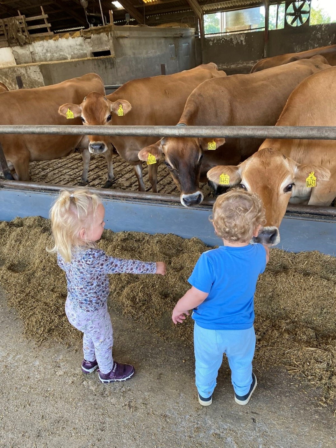 Børn kigger på køer